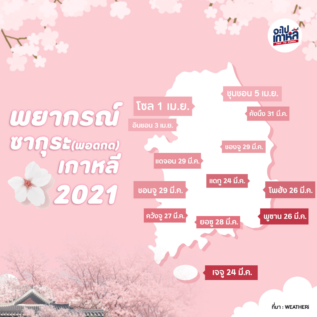 ปฏิทินชมซากุระ (ดอกพอดกด) ทั่วเกาหลี ปี 2021 (อัปเดต 21 มี.ค.) | Japaikorea  จะไปเกาหลี