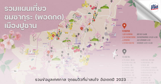 แผนเที่ยวปูซาน ฤดูใบ้ไม้ผลิ ซากุระ 2566 2023